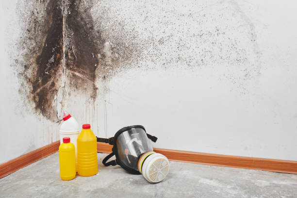 Best Home Mold Removal  in Central City, NE