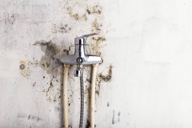 Best Mold Removal Company Near Me  in Central City, NE