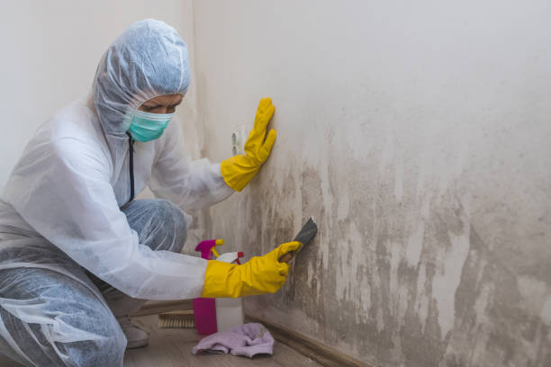 Best Best Mold Removal Companies  in Central City, NE