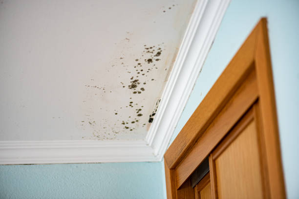 Best Commercial Mold Removal  in Central City, NE