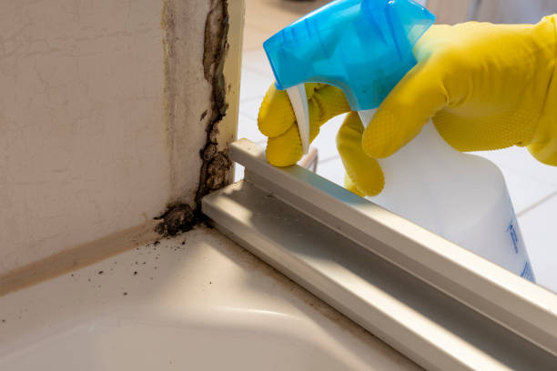Best Same-Day Mold Removal  in Central City, NE