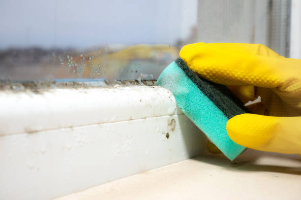 Best Emergency Mold Removal  in Central City, NE