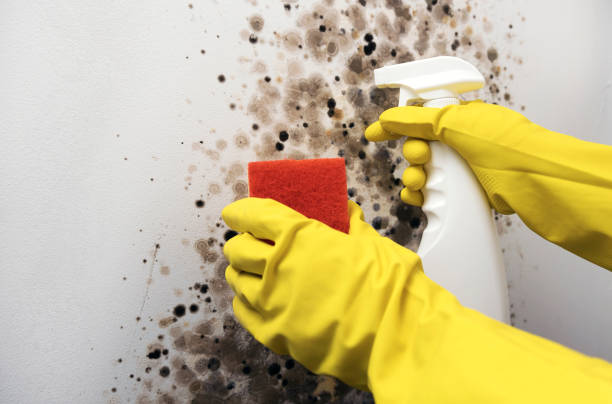 Best Mold Testing  in Central City, NE