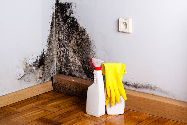 Mold Removal Process in Central City, NE