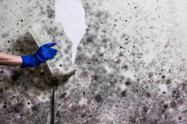 Best Mold Testing  in Central City, NE