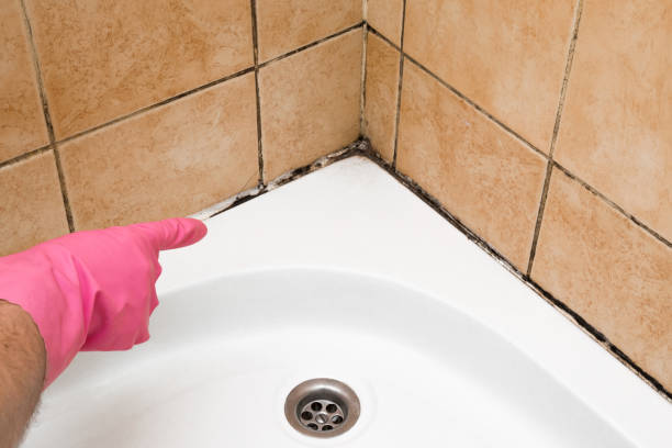 Reliable Central City, NE Mold Removal Solutions